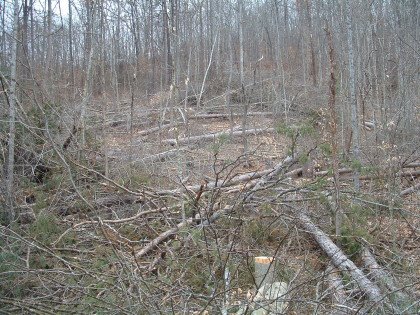 Paintsville Grouse Cut - Wetlands